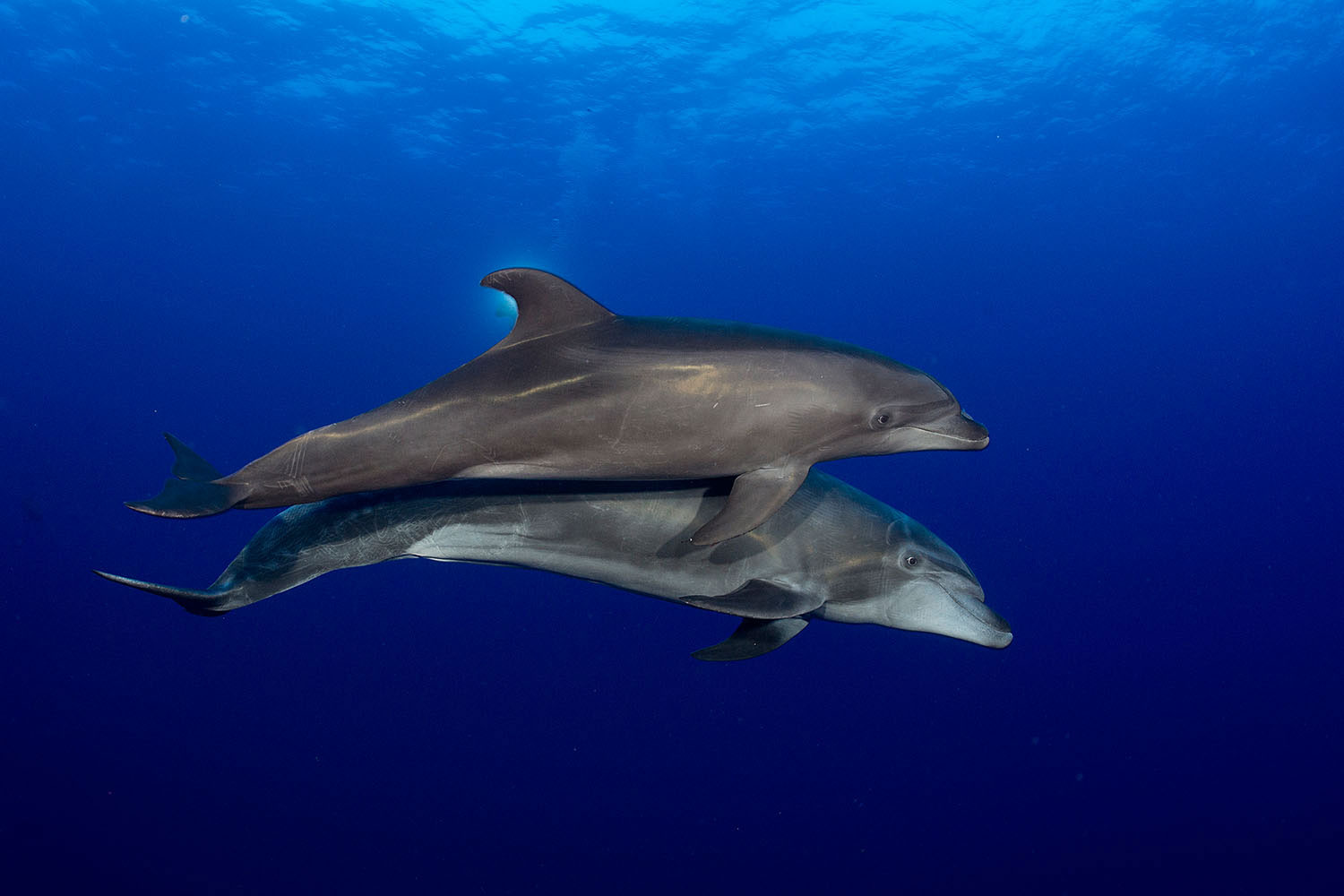 Delfine in Socorro