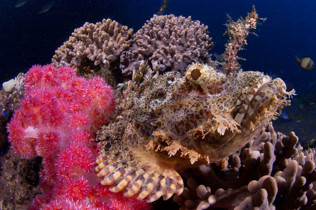 Steinfisch auf Koralle in Raja Ampat