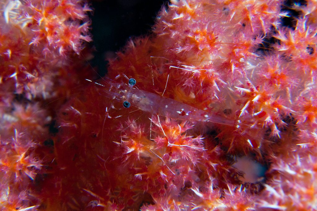 Glasgarnele auf Koralle in Raja Ampat