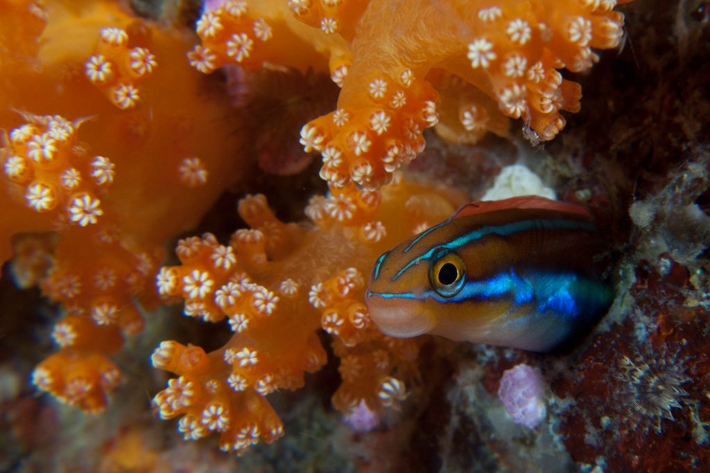 Makroaufnahme in Raja Ampat