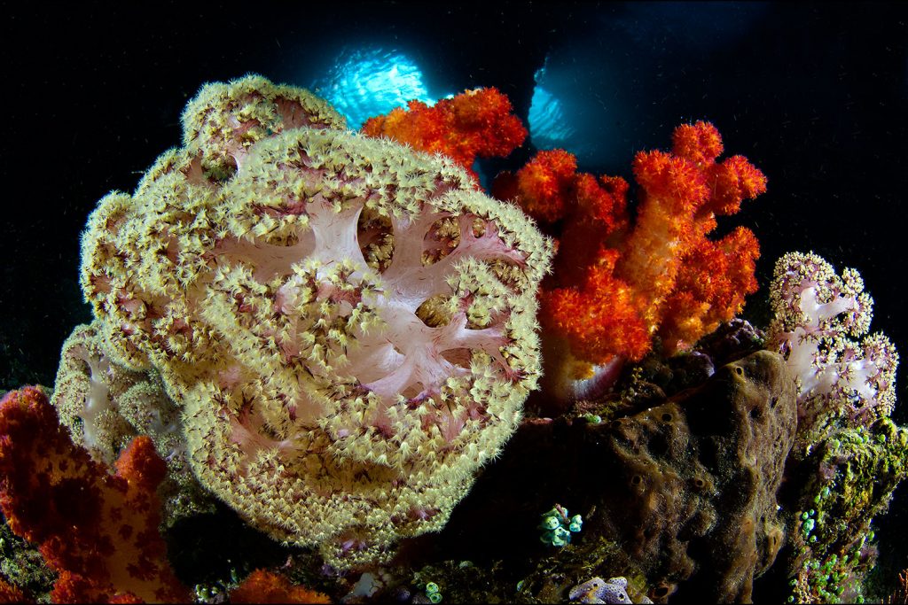 Korallen in Raja Ampat
