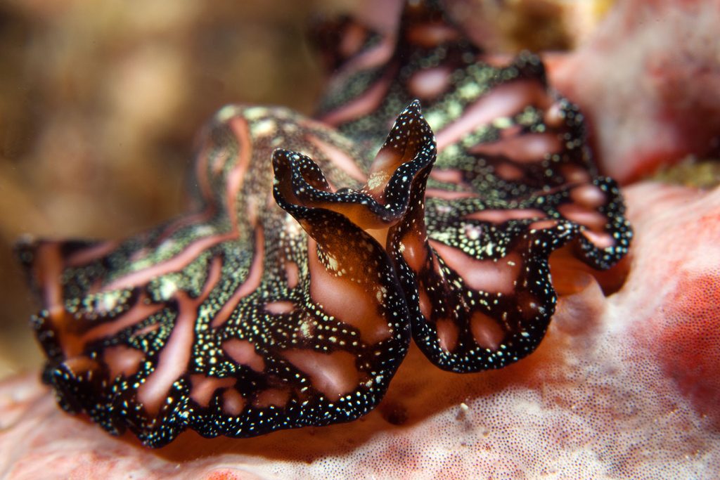 Nudibranch in Raja Ampat