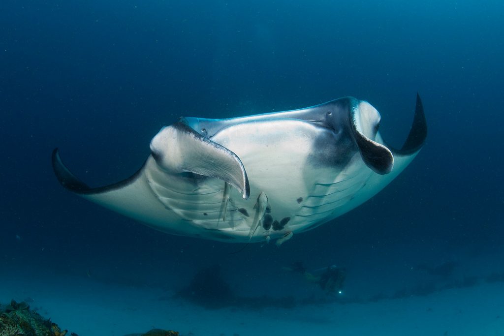 Manta in Raja Ampat